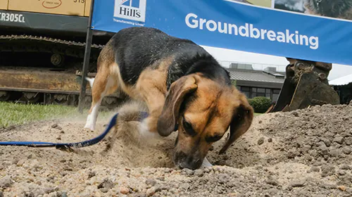 小型犬的大日子